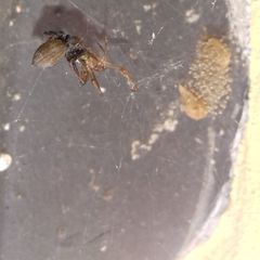 Salticidae