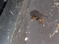 Salticidae