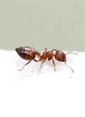 Crematogaster rogenhoferi