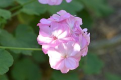 Pelargonium × hybridum