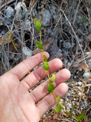 Jacquemontia curtissii image