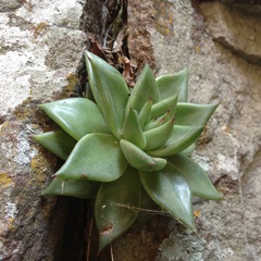 Echeveria agavoides
