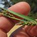 Carex californica - Photo (c) Asa Spade, μερικά δικαιώματα διατηρούνται (CC BY-NC), uploaded by Asa Spade