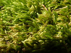 Cirriphyllum crassinervium