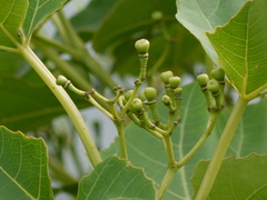 Cissus woodrowii