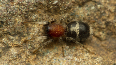 Coenoptychus mutillicus