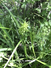 Carex grayi