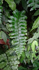 Hymenasplenium subnormale