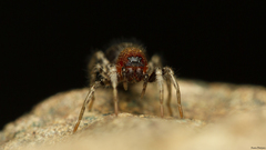 Coenoptychus mutillicus