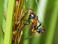 Huttonobesseria verecunda