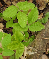 Fragaria moschata