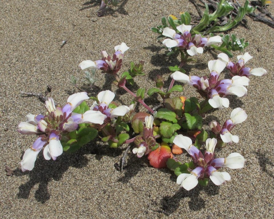 Collinsia corymbosa