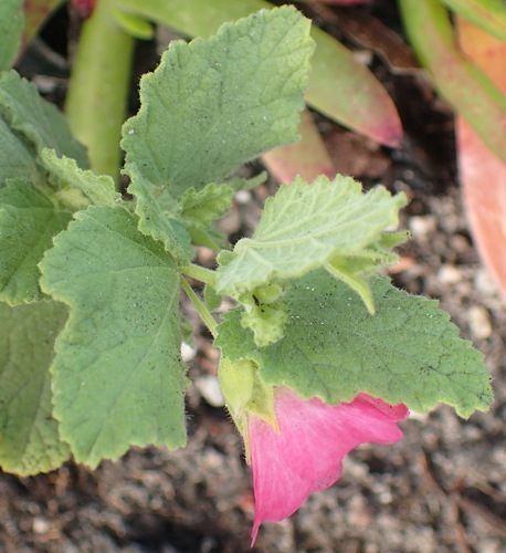 Image of Anisodontea scabrosa by (c) Nicola van Berkel, some rights reserved (CC BY-SA)
