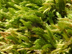 Cirriphyllum crassinervium