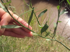 Solanum amygdalifolium