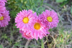 Asteraceae