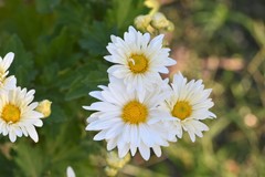 Asteraceae