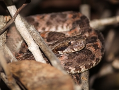 Bothrops erythromelas