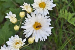Asteraceae
