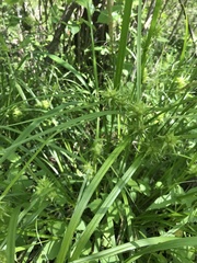 Carex grayi
