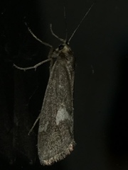 Cisthene liberomacula