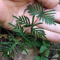 Mildella fallax