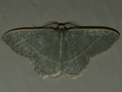 Chlorochlamys appellaria