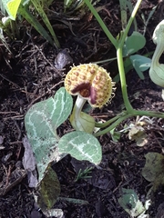Aristolochia fimbriata