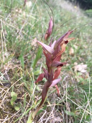 Bilamellaria