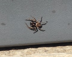 Menemerus semilimbatus