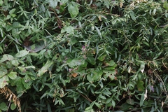 Rhinotropis cornuta fishiae