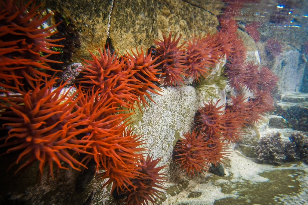 Plum Anemone