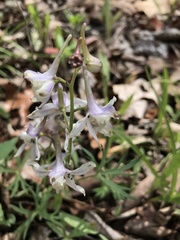 Delphinium carolinianum