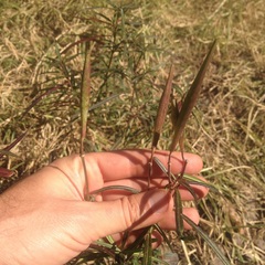 Asclepias angustifolia