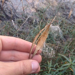Asclepias angustifolia