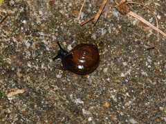 Macrochlamys nitidissima