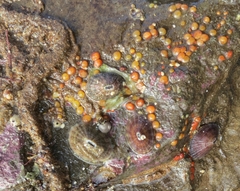 Metandrocarpa taylori