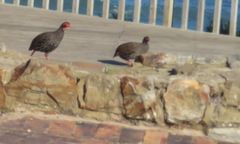 Pternistis afer castaneiventer