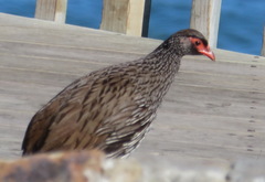 Pternistis afer castaneiventer