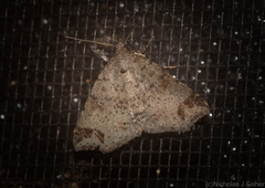 Lithilaria proestans