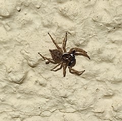 Menemerus semilimbatus