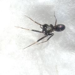 Phrurolithidae