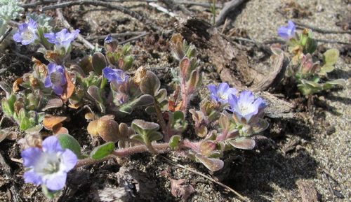 Phacelia insularis var. continentis