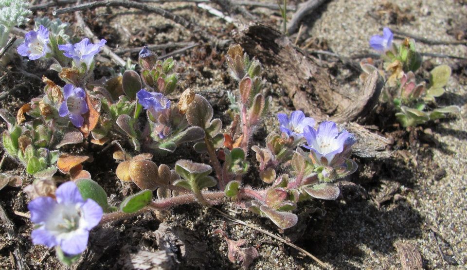 Phacelia insularis var. continentis