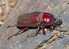 Syndesus cornutus