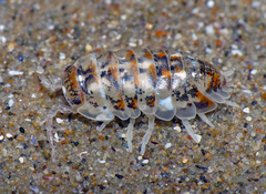 Beach Pill Bug