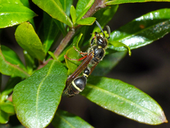 Australozethus tasmaniensis