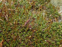 Tortula muralis aestiva