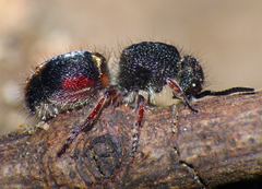 Ephutomorpha lateralis