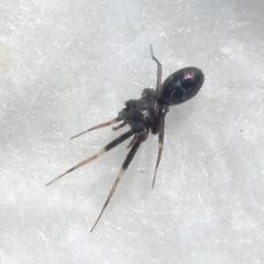 Phrurolithidae